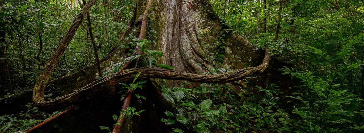 Unterer Teil eines Baumstamms mit breiten Brettwurzeln im grünen Dickicht des Regenwaldes in Peru.