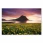 Preview: Kirkjufell in Island im Licht des Sonnenuntergangs, Feld mit gelben Blumen.