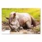 Preview: Ein Nashorn suhlt sich im Schlamm, während ein Vogel auf seinem Rücken sitzt - eine faszinierende Wildlife-Fotografie.