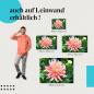 Preview: Dahlienblüte: Leinwandbild. Rosa-gelb gestreift, Nahaufnahme, wähle deine Größe!