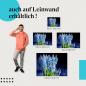 Preview: Traubenhyazinthen: Leinwandbild. Blaue Blüten, dunkler Hintergrund.