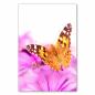 Preview: Ein farbenfroher Schmetterling auf einer leuchtend pinken Blüte - ein Symbol für die Schönheit der Natur.