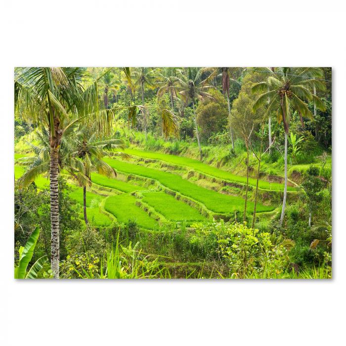 Üppige grüne Reisterrassen in Bali - ein Paradies für Naturliebhaber.