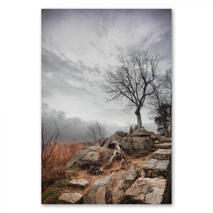 Kahler Baum auf Felsen, bewölkter Himmel, karge Landschaft - raue Schönheit.