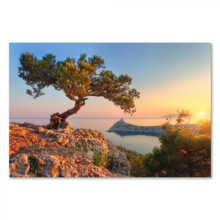 Knorriger Baum auf Klippe, Blick aufs Meer, Sonnenaufgang.