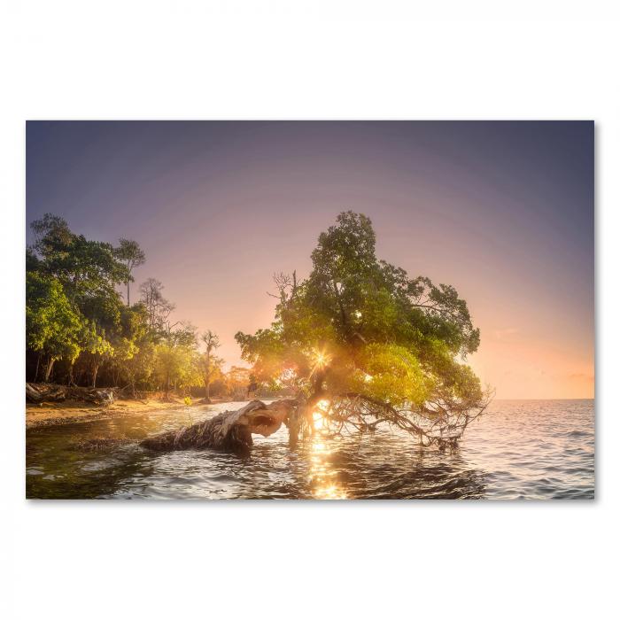 Baum im Wasser am Strand, Sonnenuntergang, warme Farben, tropische Stimmung.