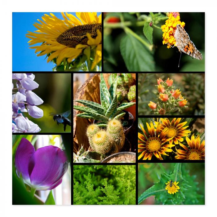 Collage: Sonnenblumen, Schmetterling, Biene, Kaktus, verschiedene Blüten.