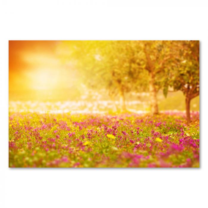 Lila Blumen auf einer Wiese im warmen Licht der Abendsonne – eine idyllische Abendstimmung.