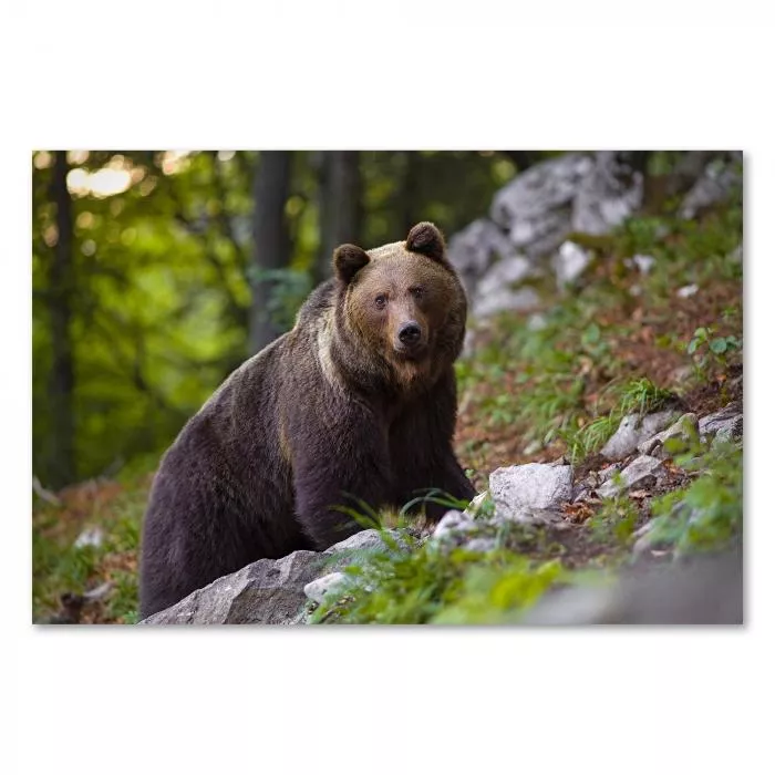 Braunbär auf Felsen, Blick in Kamera, dichtes Fell, Stärke & Wildheit.