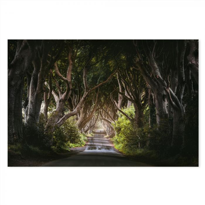 Dark Hedges Road Tunnel (Nordirland), Buchenbäume, Blätterdach, mystische Stimmung.