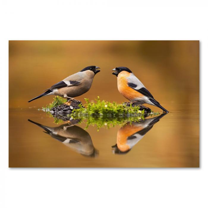 Dompfaff-Pärchen auf bemoostem Baumstamm am See, Spiegelung im goldenen Wasser.