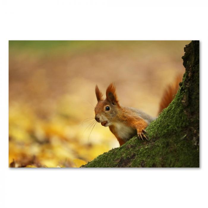 Ein rotes Eichhörnchen schaut neugierig hinter einem Baumstamm hervor – ein herbstlicher Gruß aus dem Wald.