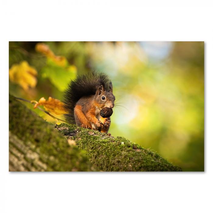 Eichhörnchen auf Ast, herbstlicher Wald, knabbert Nuss, warmes Sonnenlicht.