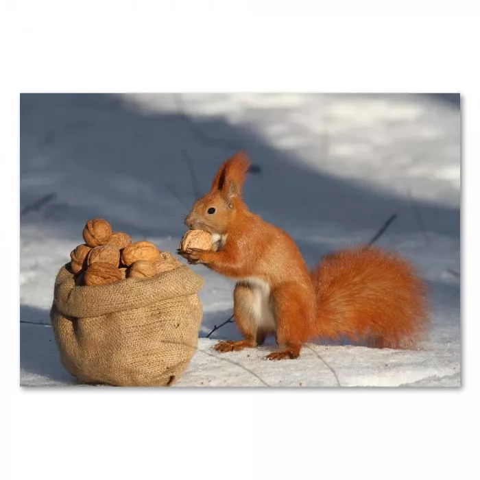 Rotes Eichhörnchen im Schnee, hält Walnuss, Jutesack mit Nüssen - Wintervorrat.