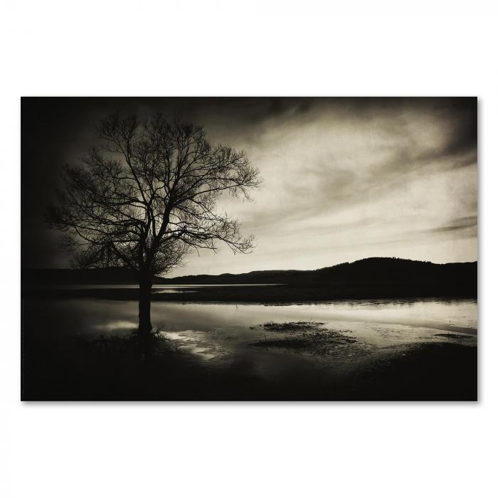 Kahler Baum steht majestätisch im stillen See, die Landschaft in Schwarz-Weiß strahlt melancholische Ruhe aus.