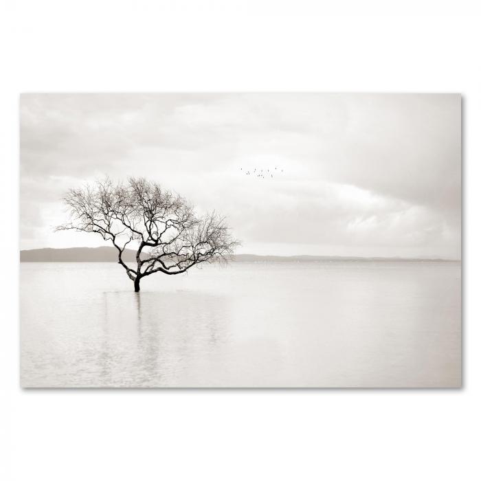 Kahler Baum im Wasser, Äste spiegeln sich, Vögel fliegen im bewölkten Himmel.