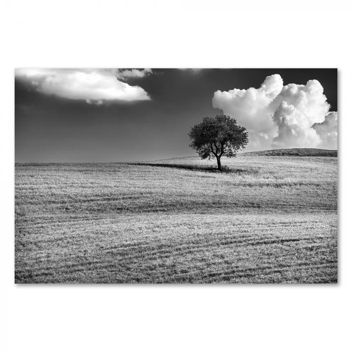 Einsamkeit in Schwarzweiß: Ein Baum auf einem Hügel inmitten eines weiten Feldes.