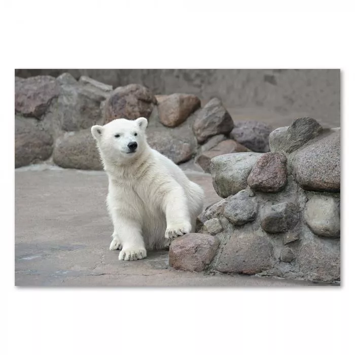 Ein junger Eisbär im Zoo – ein faszinierendes Bild eines der größten Landraubtiere der Welt.