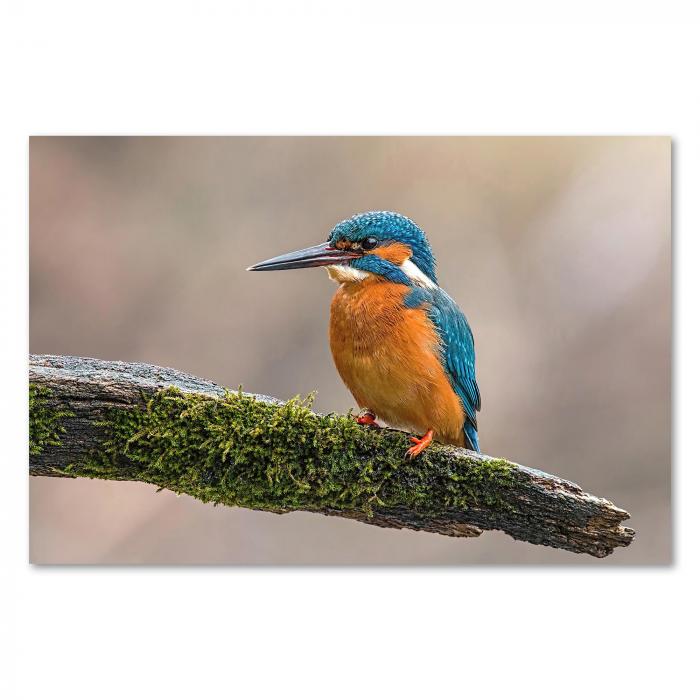 Farbenprächtiger Eisvogel, moosbewachsener Ast, leuchtend blaues Gefieder.