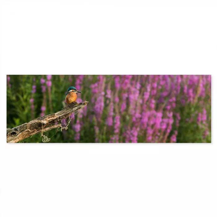 Eisvogel, blauer Rücken, orangener Bauch, auf Ast, rosa Blütenmeer, blickt nach rechts.