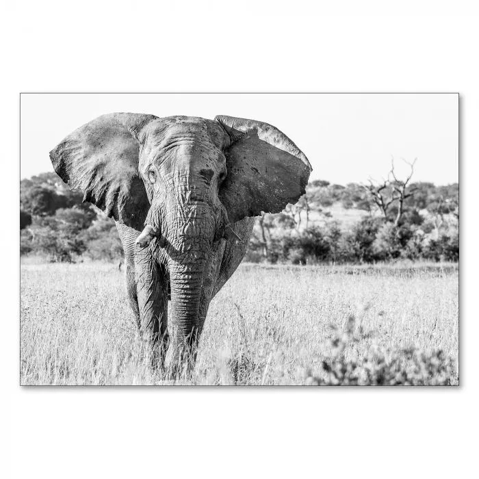 Majestätischer Elefant in der Savanne; Schwarz-Weiß-Fotografie fängt Kraft und Schönheit des Tieres ein.