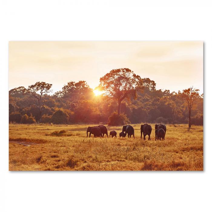 Elefantenherde in der Savanne, Sonnenuntergang hinter Bäumen, warmes Licht.