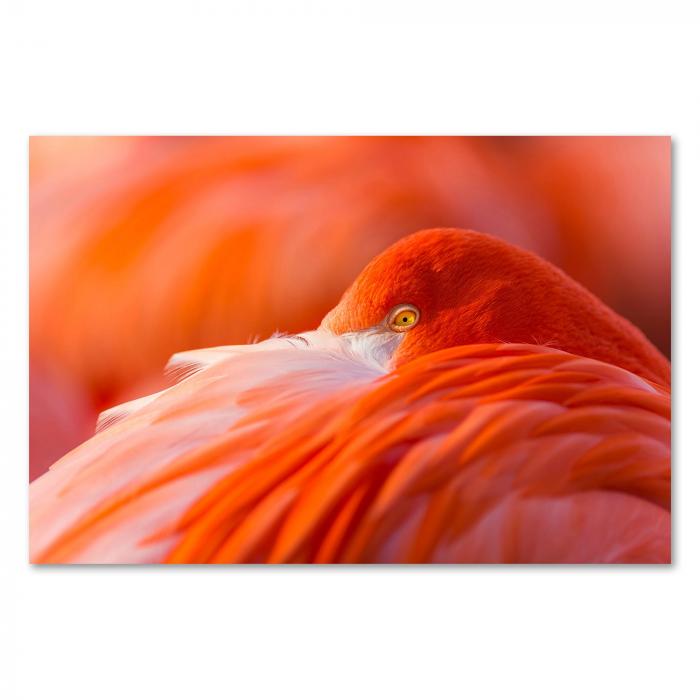 Die leuchtend orange Farbe des Flamingos sticht in dieser Nahaufnahme hervor. Ein wunderschönes Naturmotiv!