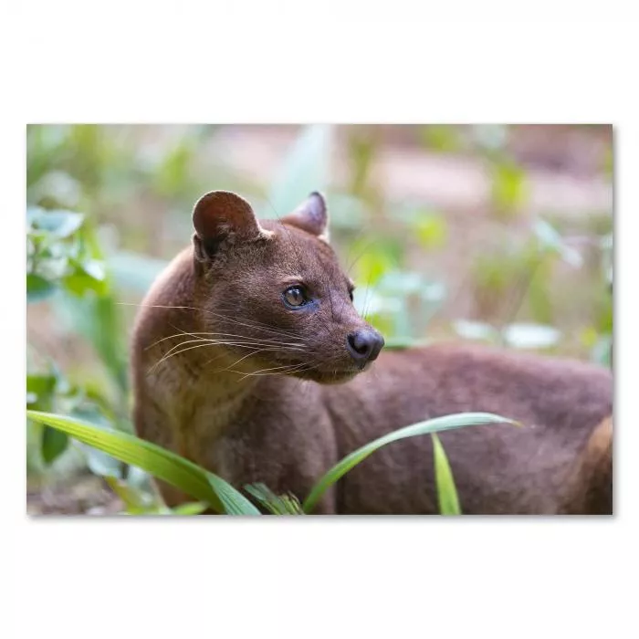 Fossa (Raubtier Madagaskars), grünes Unterholz, seltener Anblick.