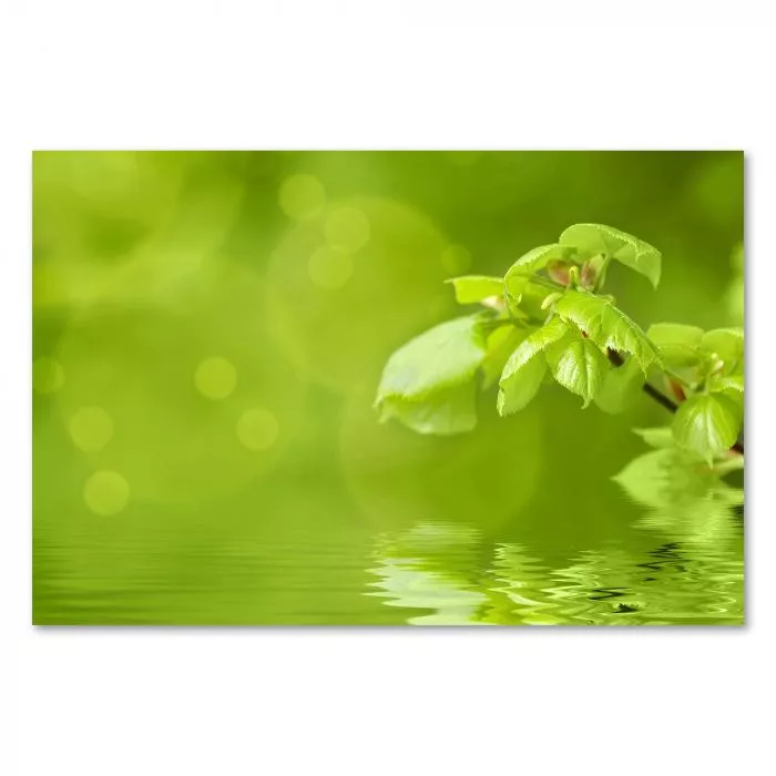 Grüner Ast mit Blättern spiegelt sich im Wasser - Frische & Lebendigkeit des Frühlings.