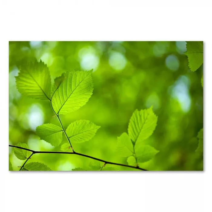 Nahaufnahme von frischgrünen Blättern an einem Zweig, die im Sonnenlicht leuchten. Unscharfer grüner Hintergrund.