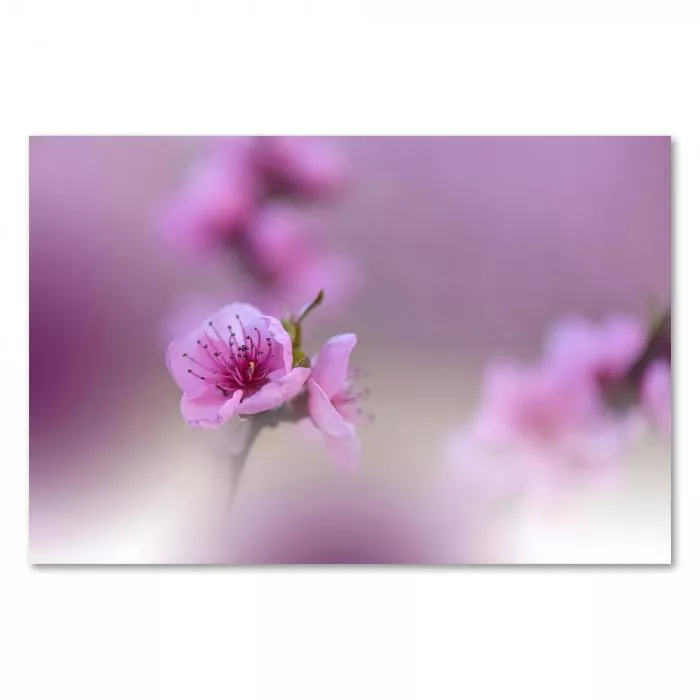 Zweig mit rosa Blüten, Frühling, sanfte Farben, Unschärfe - romantische Stimmung.