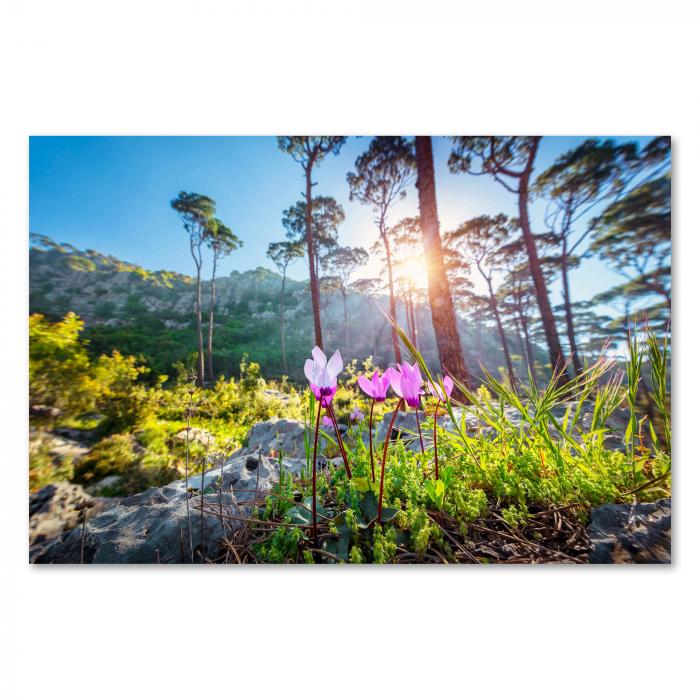 Zarte lila Blüten recken sich im Frühlingswald den warmen Sonnenstrahlen entgegen. Im Hintergrund leuchten die Stämme hoher Kiefern und tauchen die Szene in ein warmes Licht.