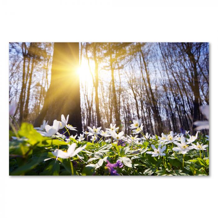 Frühlingserwachen im Wald: Die weißen Blumen und Sonnenstrahlen versprühen pure Lebensfreude!