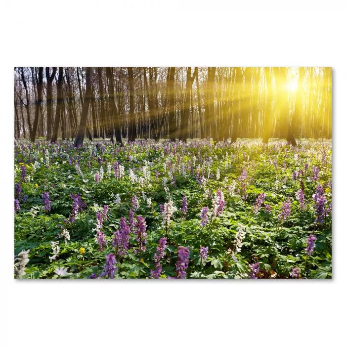 Ein Wald erstrahlt im Sonnenlicht, der Boden ist bedeckt mit blühenden Frühlingsblumen.