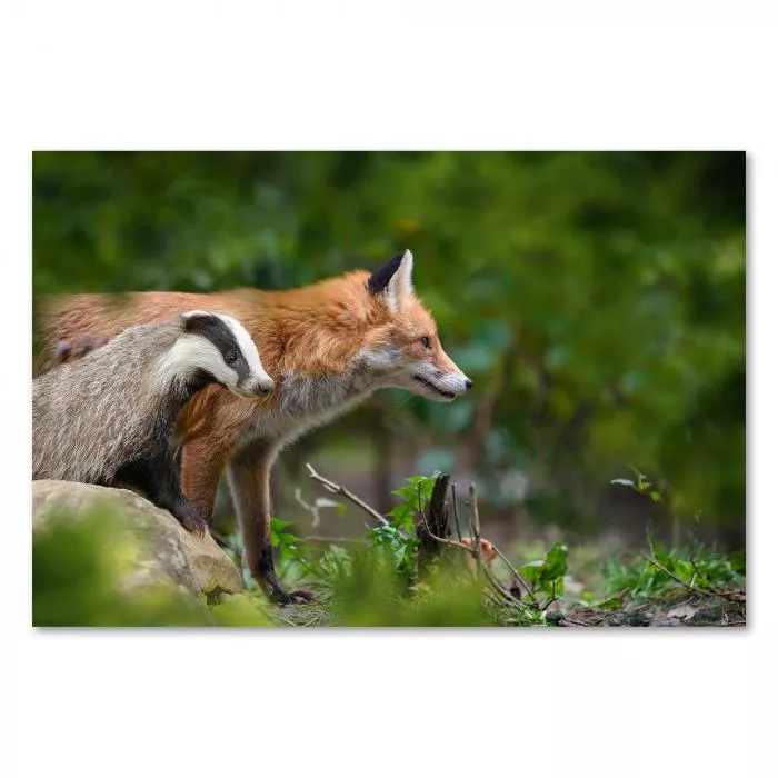 Roter Fuchs & Dachs im Wald, beobachten aufmerksam - friedliche Koexistenz.