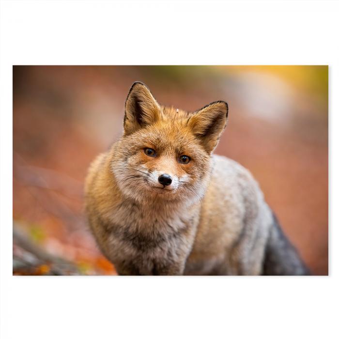 Rotfuchs, herbstlicher Wald, rotes Fell, buschiger Schwanz, unscharfer Hintergrund.