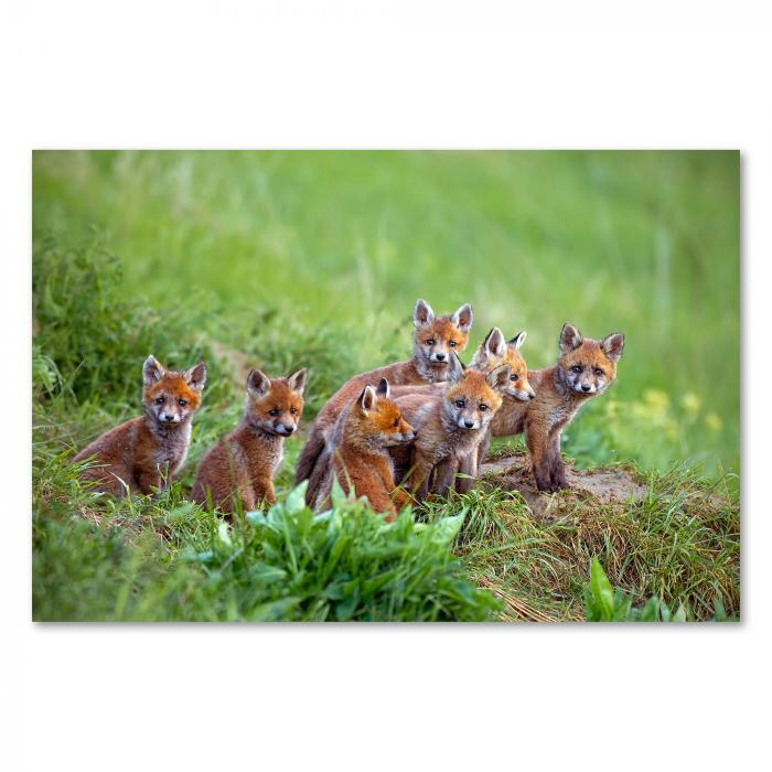 Sieben Fuchswelpen im Gras, Knopfaugen, flauschige Schwänze - bezaubernd.