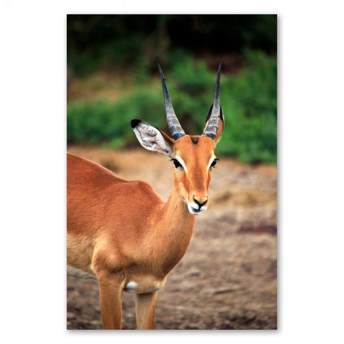 Gazelle mit Hörnern, grüne Landschaft, leuchtend rotes Fell.