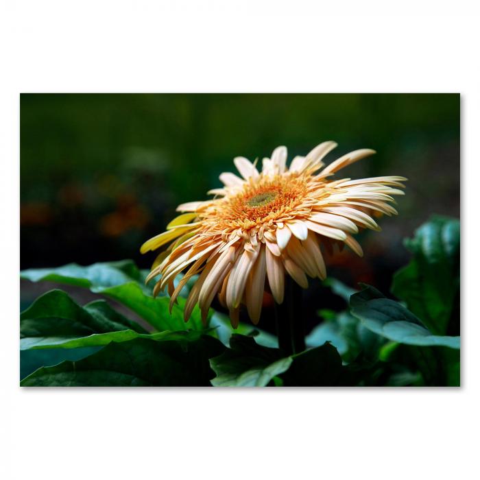 Gelbe Gerbera-Blüte vor dunklem Hintergrund, Nahaufnahme, feine Strukturen.