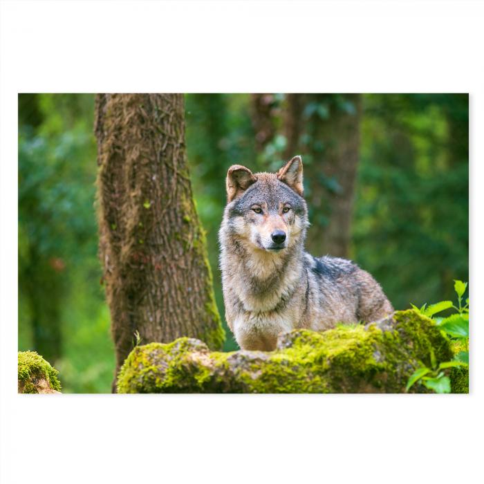 Grauer Wolf, moosbewachsener Vorsprung, grüner Wald, aufmerksamer Blick.