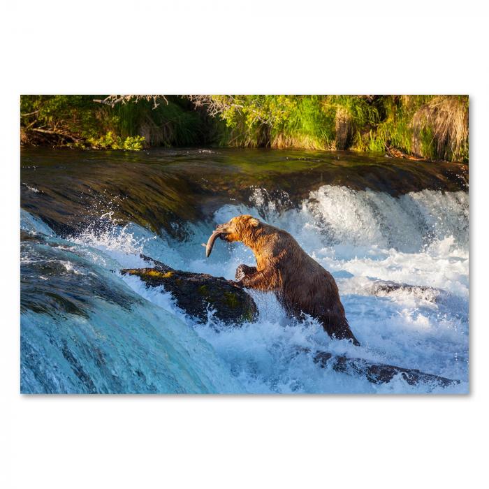 Ein Grizzlybär steht in einem reißenden Fluss und fängt mit offenem Maul einen springenden Lachs.