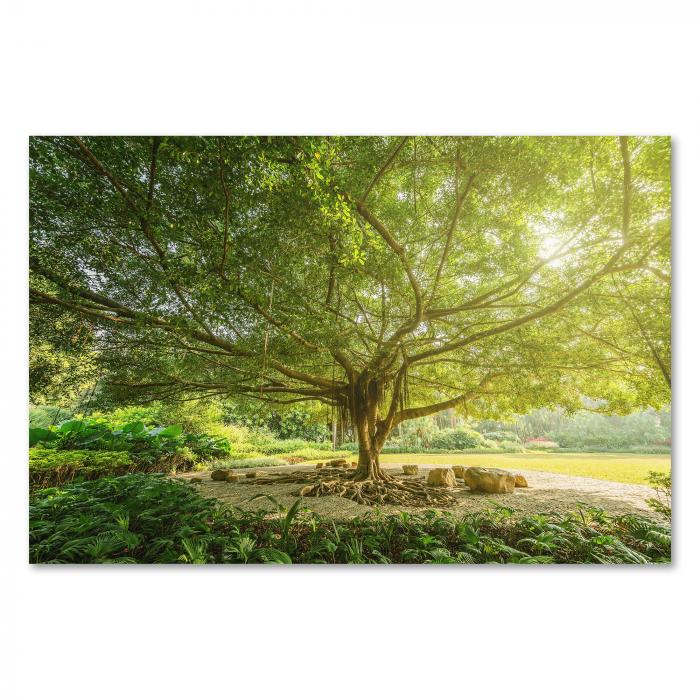 Riesiger Baum, ausladende Äste, grüne Blätter, Schatten auf Wiese - Ruhe.