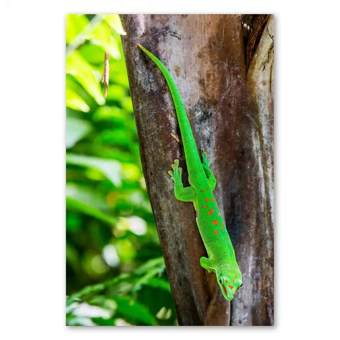 Grüner Gecko mit roten Punkten klettert Baumstamm im Regenwald hoch.