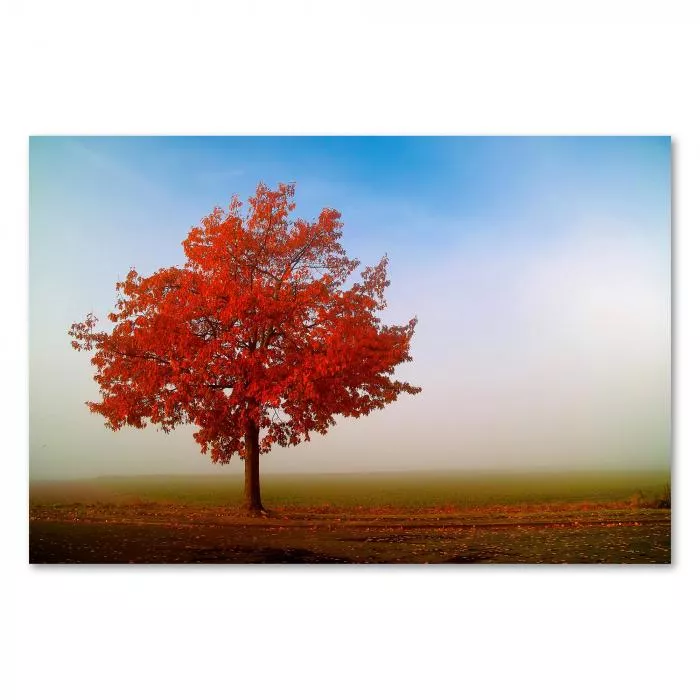 Baum mit roten Blättern in nebligem Feld, warme Herbstfarben, mystische Atmosphäre.