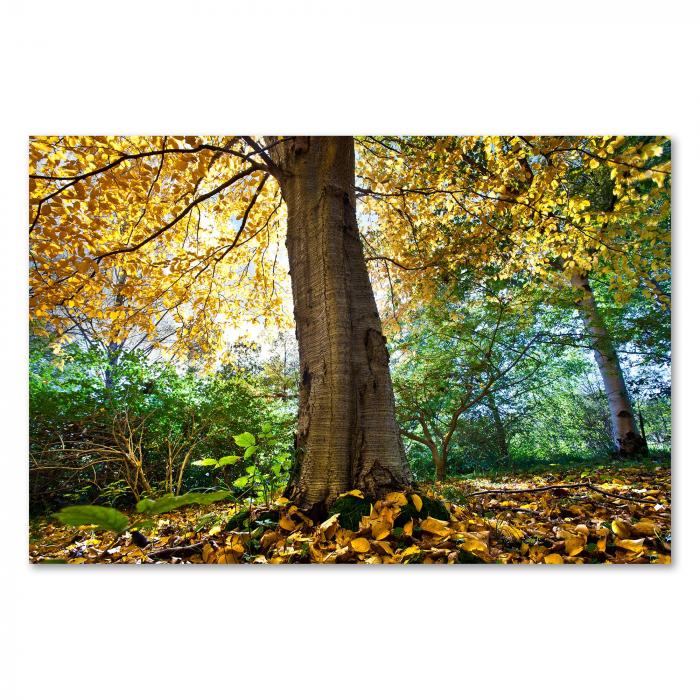 Ein mächtiger Baum mit buntem Herbstlaub steht im Mittelpunkt eines Waldes, der Boden ist mit Blättern bedeckt.