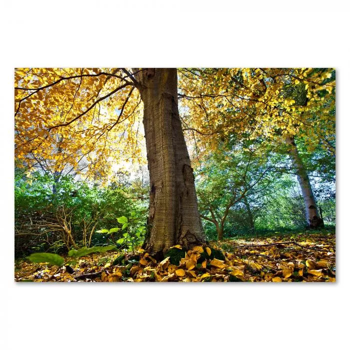 Ein mächtiger Baum mit buntem Herbstlaub steht im Mittelpunkt eines Waldes, der Boden ist mit Blättern bedeckt.