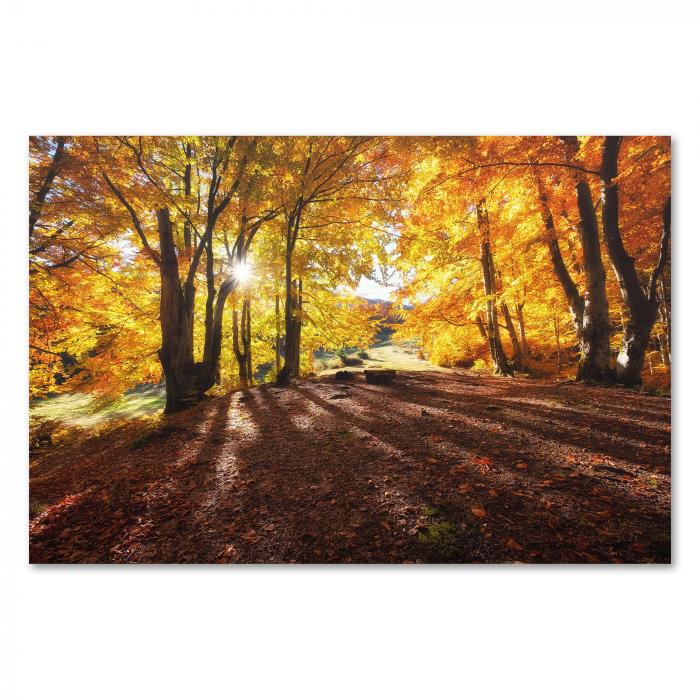 Herbstlicher Wald im goldenen Sonnenlicht, bunte Blätter & lange Schatten.