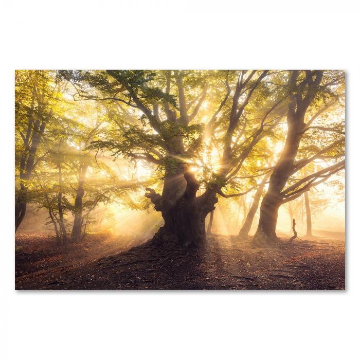 Goldenes Licht im herbstlichen Buchenwald, Nebel & knorriger Baum.