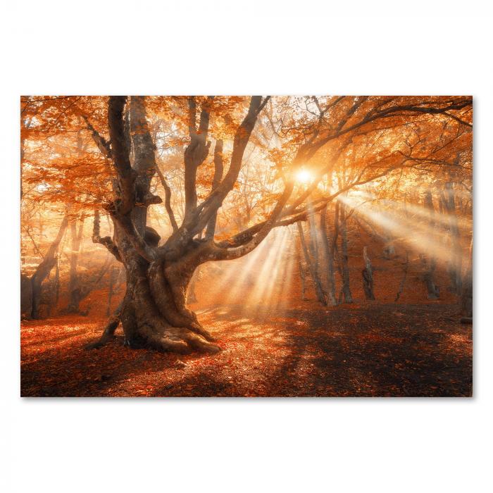 Herbstwald, goldenes Sonnenlicht, Blätterdach, knorriger Baum, mystische Stimmung.