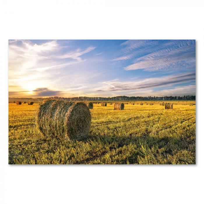 Runde Heurollen auf Feld, Abendsonne, warmes Licht, Spätsommer-Stimmung.